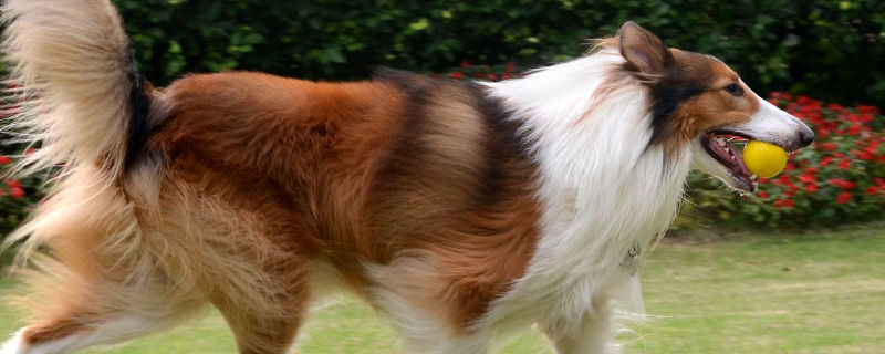 牧羊犬怎么养才能肥