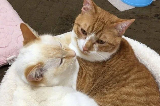 猫一窝能生几只
