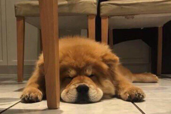 小狗睡觉一抽一抽的怎么回事