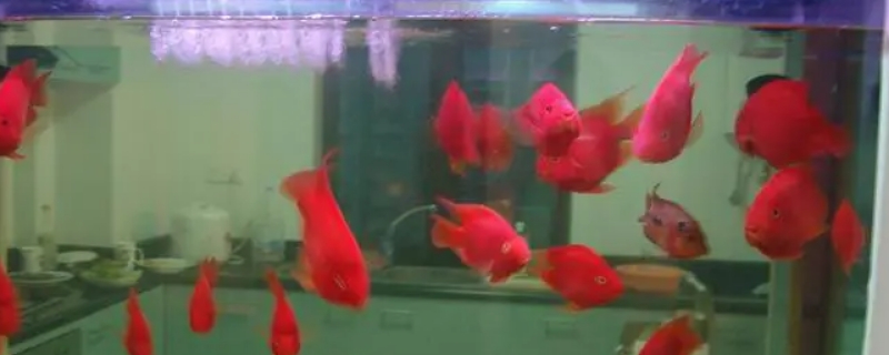 鱼会不会冬眠