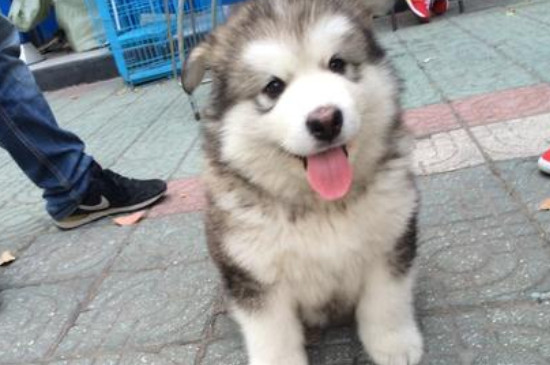 阿拉斯加幼犬喂养指南