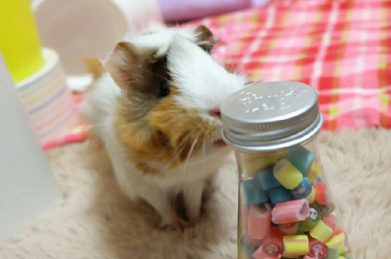 荷兰猪能吃柚子吗