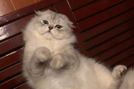 猫突然故意乱拉屎