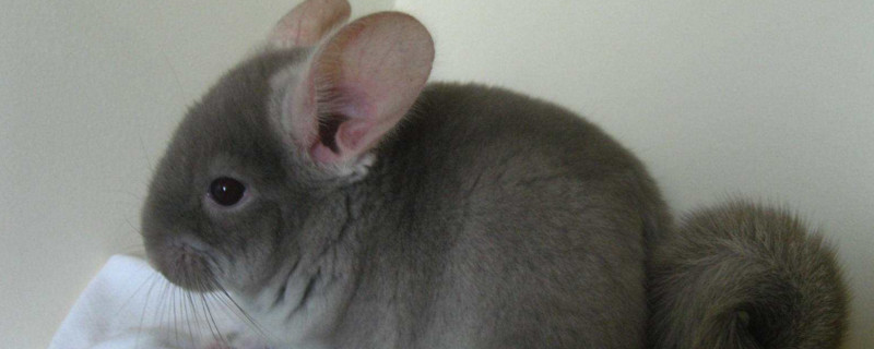 龙猫洗澡沙要放多少