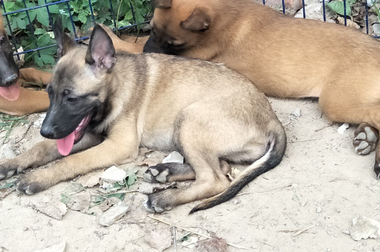 马犬胆小的原因及改善方法