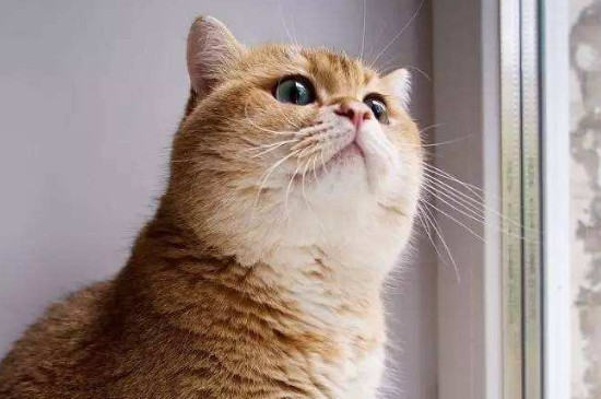 成猫是几个月
