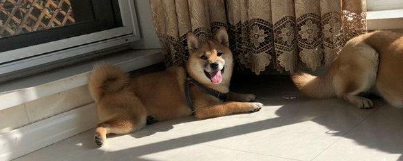柴犬为什么不适合家养