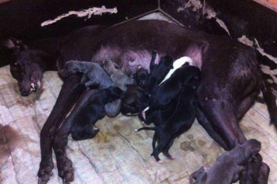 怎样挑选同窝小格力犬，3个技巧教你选出优质的格力幼犬