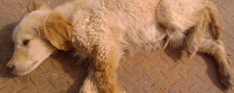 犬瘟会自愈吗