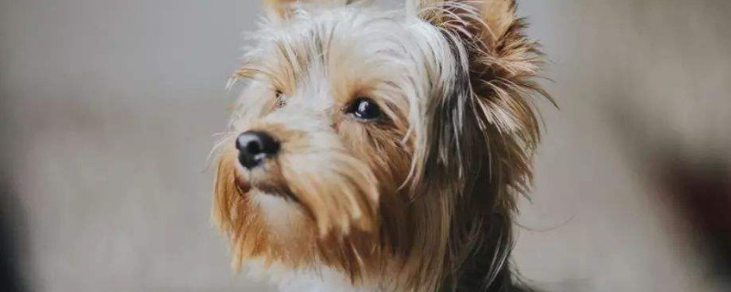 狗的鼻子为什么是湿的