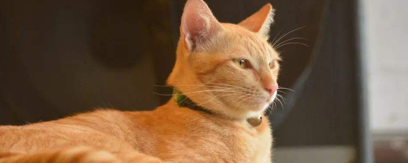 怎么看出猫有弓形虫