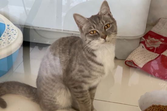 猫脱水的症状