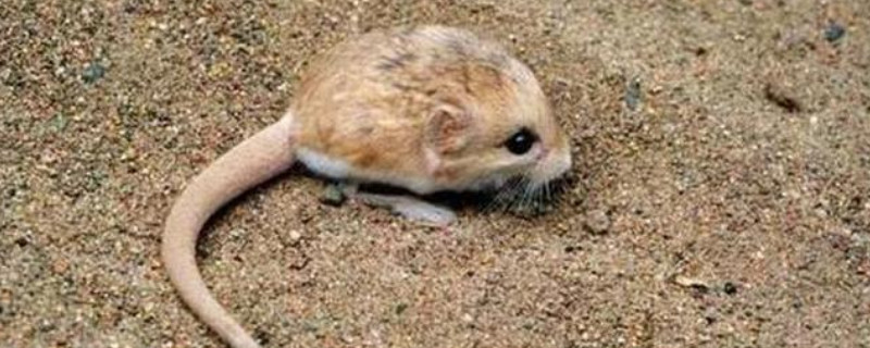 龙猫是兔子还是猫
