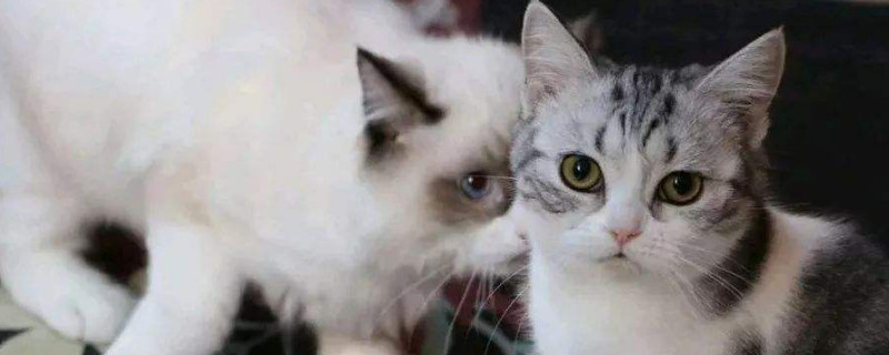 猫可以用人的沐浴露吗