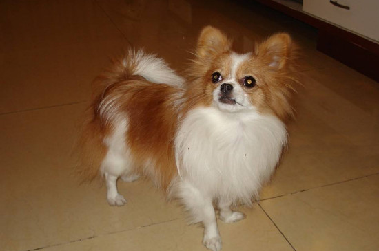蝴蝶犬优缺点分析