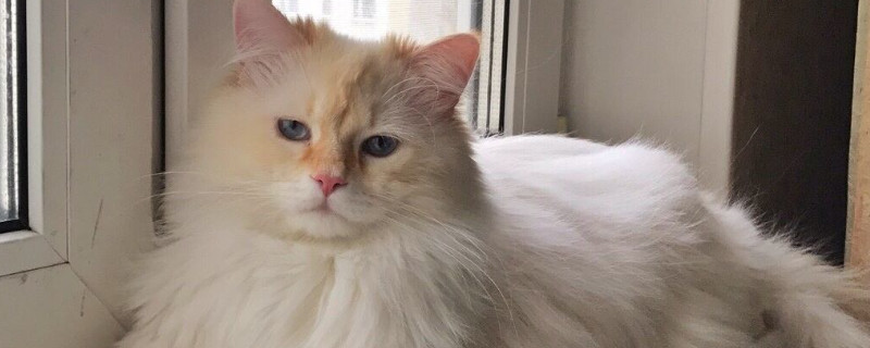 俄罗斯猫的品种有哪些