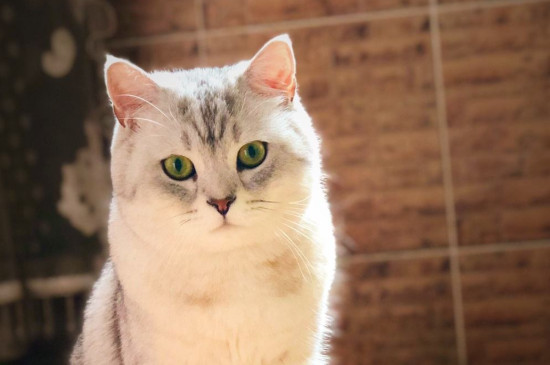猫能吃馒头吗