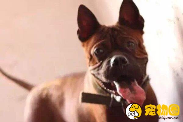 川东猎犬是世界稀有品种，仅中国特有的中型猛犬