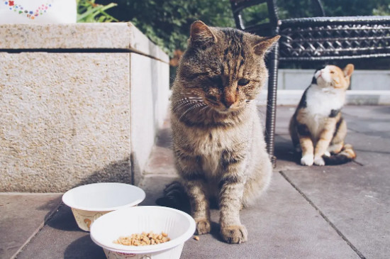 猫咪能吃土豆吗