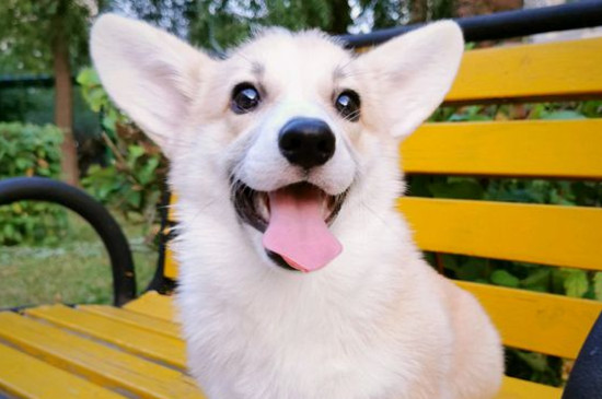 狗狗眼有黄脓状眼屎