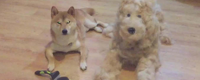 柴犬走丢会认新主人吗