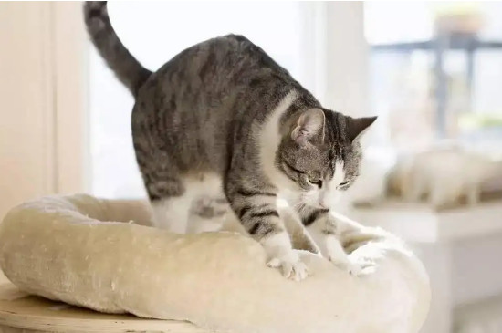 猫咪突然在床上尿的原因