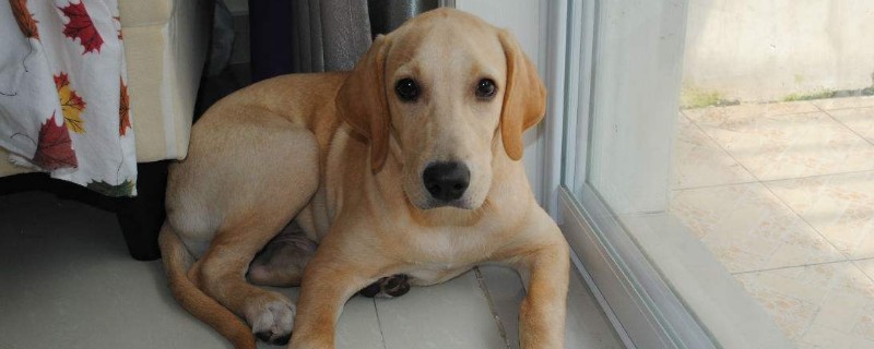 狗狗眼有黄脓状眼屎