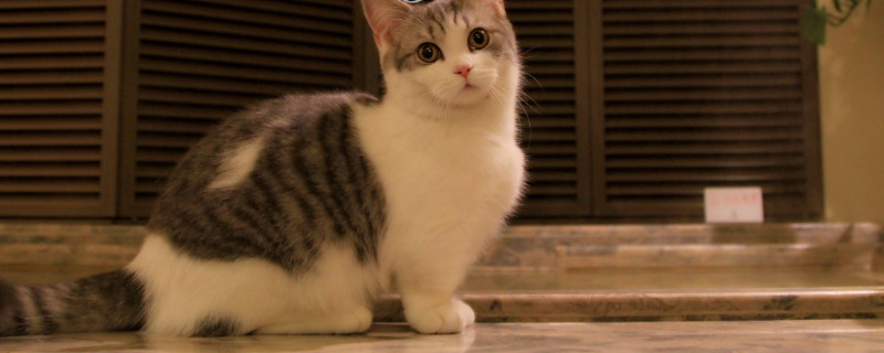 养不大的猫咪种类