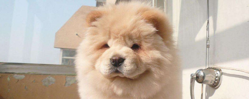 新买的松狮幼犬怎么养