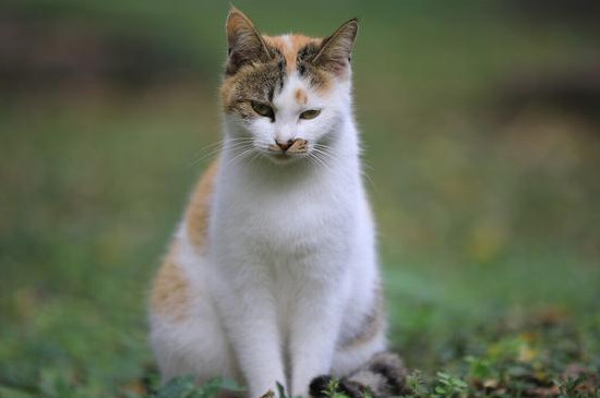 野猫吃什么食物