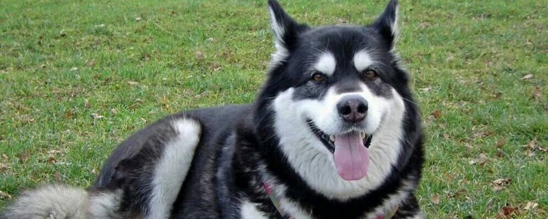 阿拉斯加犬多少钱一只