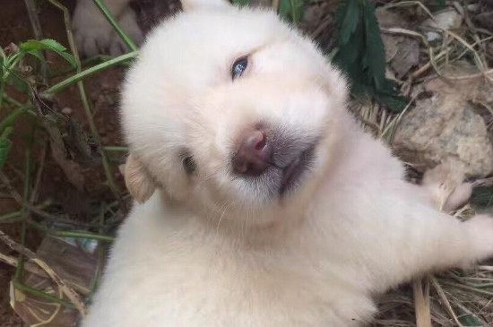 小狗想妈妈的表现