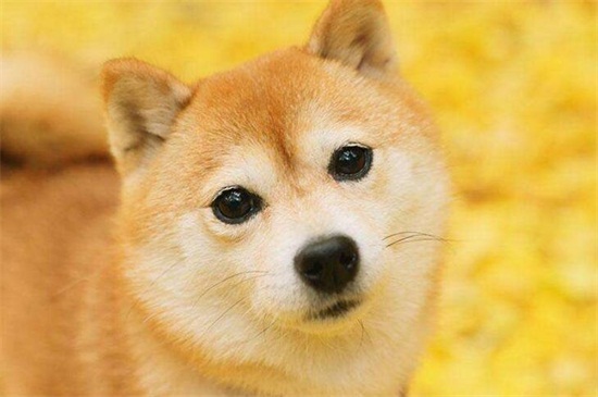 柴犬什么颜色贵，目前市场上黄色要比白色贵