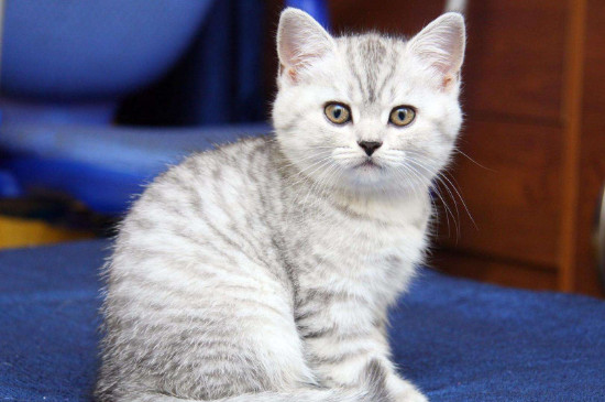 猫怕什么动物