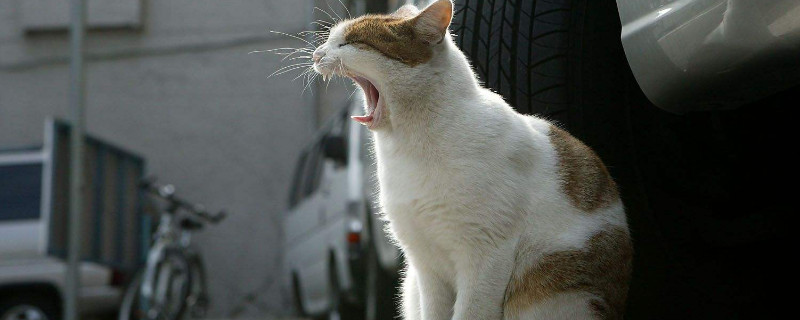 流浪猫吃什么