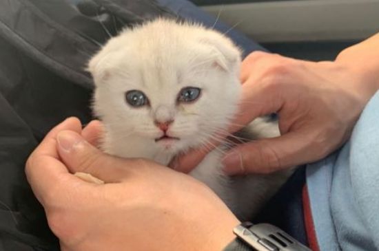 猫咪父女可以生小猫吗