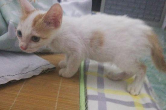 猫癣皮屑要抠掉么