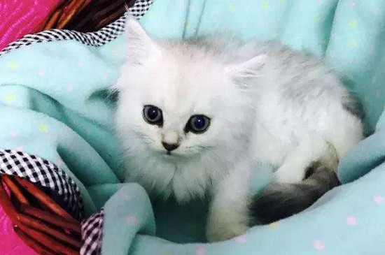 如何解决猫鼻支后遗症