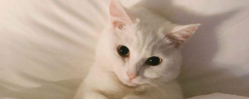 怎么教出一只粘人的猫