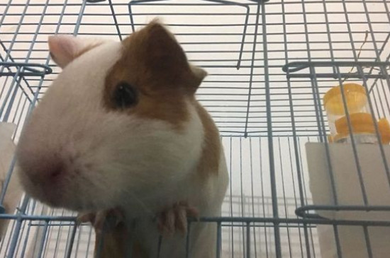 荷兰猪怎么分公母