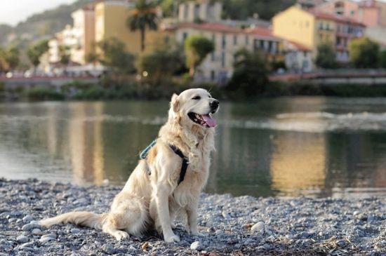 犬窝咳怎么治疗
