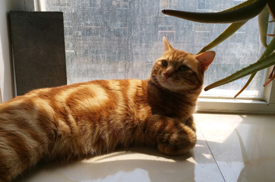 猫舌头有多长