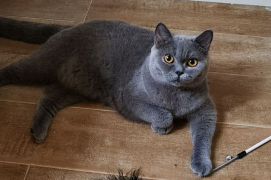 英短蓝猫会认主人吗