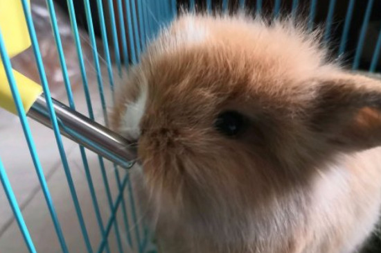 垂耳兔毛长了怎么办