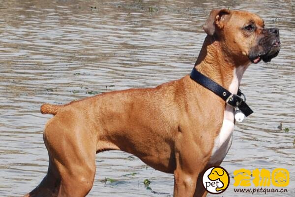 因为丑而冷门的拳师犬，实际上温顺又好养