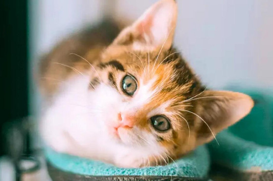 如何让猫迅速喜欢你，怎样让猫产生好感