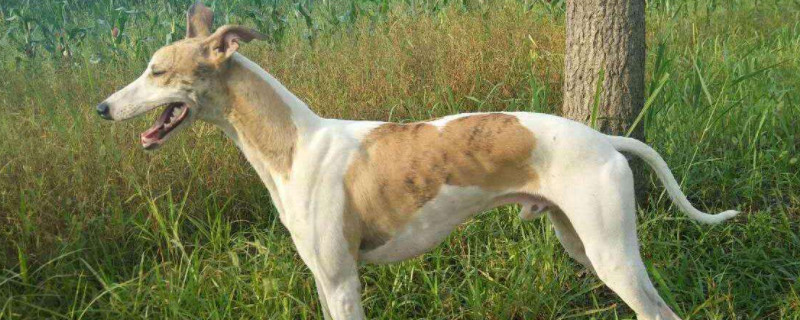 惠比特犬怎么看纯不纯