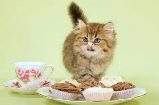 猫咪吃了一点点蛋糕没事吧