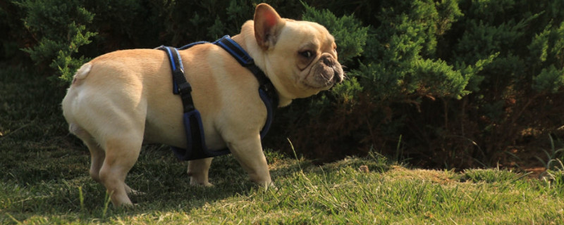 英国斗牛犬可以喂生肉吗