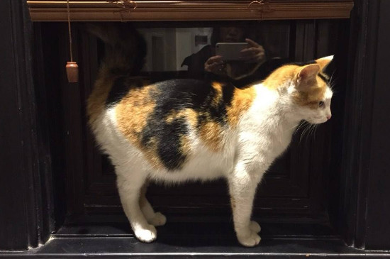 小猫孕期多久，猫咪怀孕65天左右生产
